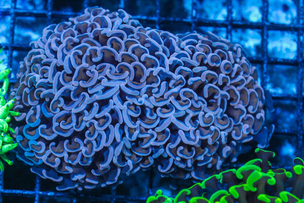 #wholesale_coral# - #saltwater_fish# #saltwater_coral# - #rare corals# - #coralsdepot# - #Corals_Depot# - #live_corals# - #eye-catching-coral# #quality_marine_fish# -#quality-marine# #discoun