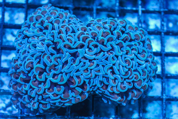#wholesale_coral# - #saltwater_fish# #saltwater_coral# - #rare corals# - #coralsdepot# - #Corals_Depot# - #live_corals# - #eye-catching-coral# #quality_marine_fish# -#quality-marine# #discoun