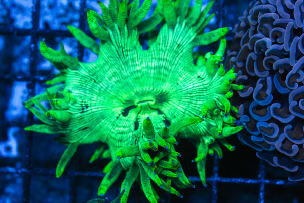 #wholesale_coral# - #saltwater_fish# #saltwater_coral# - #rare corals# - #coralsdepot# - #Corals_Depot# - #live_corals# - #eye-catching-coral# #quality_marine_fish# -#quality-marine# #discoun