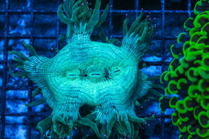 #wholesale_coral# - #saltwater_fish# #saltwater_coral# - #rare corals# - #coralsdepot# - #Corals_Depot# - #live_corals# - #eye-catching-coral# #quality_marine_fish# -#quality-marine# #discoun