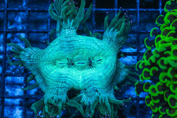 #wholesale_coral# - #saltwater_fish# #saltwater_coral# - #rare corals# - #coralsdepot# - #Corals_Depot# - #live_corals# - #eye-catching-coral# #quality_marine_fish# -#quality-marine# #discoun