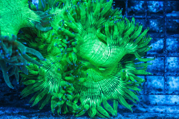 #wholesale_coral# - #saltwater_fish# #saltwater_coral# - #rare corals# - #coralsdepot# - #Corals_Depot# - #live_corals# - #eye-catching-coral# #quality_marine_fish# -#quality-marine# #discoun