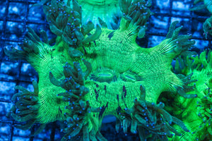 #wholesale_coral# - #saltwater_fish# #saltwater_coral# - #rare corals# - #coralsdepot# - #Corals_Depot# - #live_corals# - #eye-catching-coral# #quality_marine_fish# -#quality-marine# #discoun