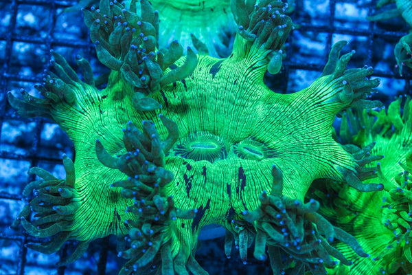 #wholesale_coral# - #saltwater_fish# #saltwater_coral# - #rare corals# - #coralsdepot# - #Corals_Depot# - #live_corals# - #eye-catching-coral# #quality_marine_fish# -#quality-marine# #discoun
