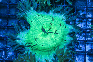 #wholesale_coral# - #saltwater_fish# #saltwater_coral# - #rare corals# - #coralsdepot# - #Corals_Depot# - #live_corals# - #eye-catching-coral# #quality_marine_fish# -#quality-marine# #discoun