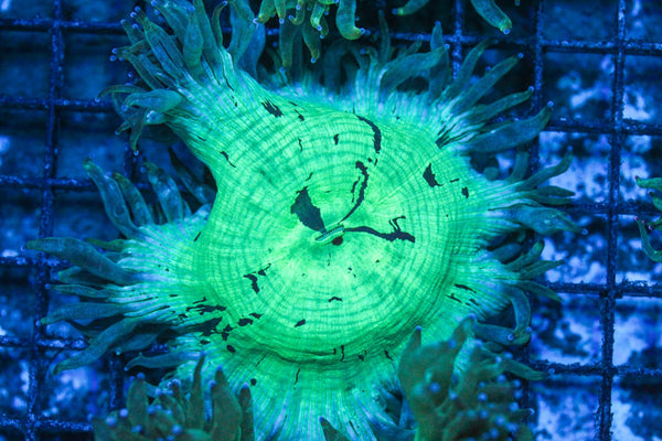 #wholesale_coral# - #saltwater_fish# #saltwater_coral# - #rare corals# - #coralsdepot# - #Corals_Depot# - #live_corals# - #eye-catching-coral# #quality_marine_fish# -#quality-marine# #discoun