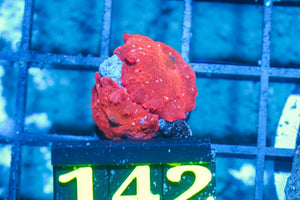 #wholesale_coral# - #saltwater_fish# #saltwater_coral# - #rare corals# - #coralsdepot# - #Corals_Depot# - #live_corals# - #eye-catching-coral# #quality_marine_fish# -#quality-marine# #discoun