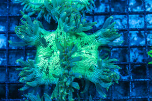 #wholesale_coral# - #saltwater_fish# #saltwater_coral# - #rare corals# - #coralsdepot# - #Corals_Depot# - #live_corals# - #eye-catching-coral# #quality_marine_fish# -#quality-marine# #discoun