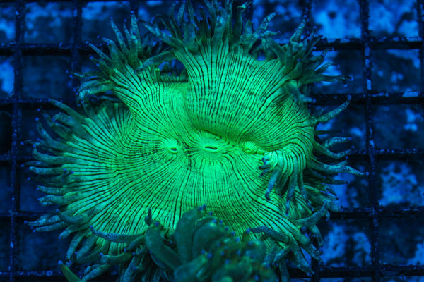#wholesale_coral# - #saltwater_fish# #saltwater_coral# - #rare corals# - #coralsdepot# - #Corals_Depot# - #live_corals# - #eye-catching-coral# #quality_marine_fish# -#quality-marine# #discoun