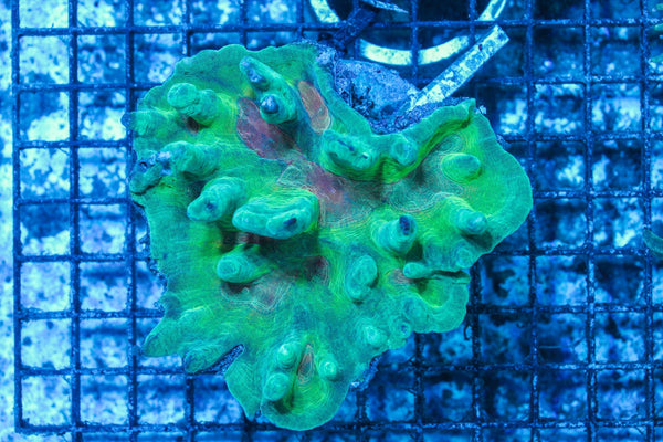 #wholesale_coral# - #saltwater_fish# #saltwater_coral# - #rare corals# - #coralsdepot# - #Corals_Depot# - #live_corals# - #eye-catching-coral# #quality_marine_fish# -#quality-marine# #discoun