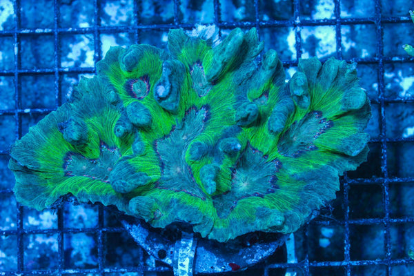 #wholesale_coral# - #saltwater_fish# #saltwater_coral# - #rare corals# - #coralsdepot# - #Corals_Depot# - #live_corals# - #eye-catching-coral# #quality_marine_fish# -#quality-marine# #discoun