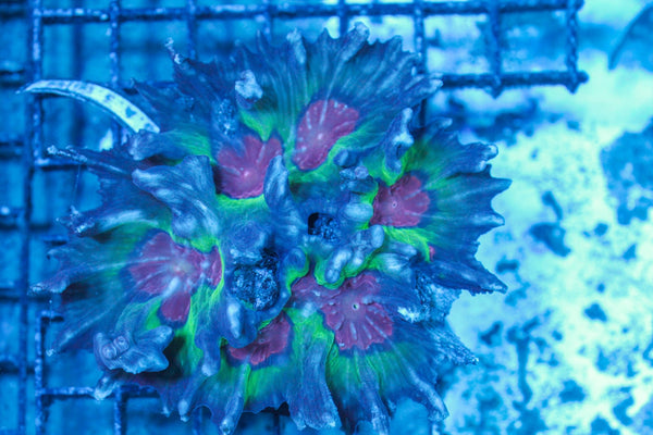 #wholesale_coral# - #saltwater_fish# #saltwater_coral# - #rare corals# - #coralsdepot# - #Corals_Depot# - #live_corals# - #eye-catching-coral# #quality_marine_fish# -#quality-marine# #discoun