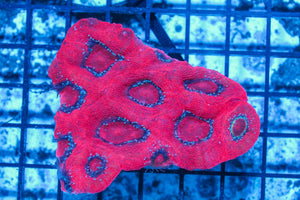 #wholesale_coral# - #saltwater_fish# #saltwater_coral# - #rare corals# - #coralsdepot# - #Corals_Depot# - #live_corals# - #eye-catching-coral# #quality_marine_fish# -#quality-marine# #discoun