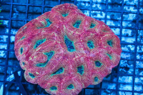 #wholesale_coral# - #saltwater_fish# #saltwater_coral# - #rare corals# - #coralsdepot# - #Corals_Depot# - #live_corals# - #eye-catching-coral# #quality_marine_fish# -#quality-marine# #discoun