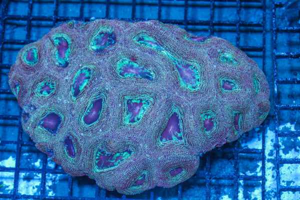 #wholesale_coral# - #saltwater_fish# #saltwater_coral# - #rare corals# - #coralsdepot# - #Corals_Depot# - #live_corals# - #eye-catching-coral# #quality_marine_fish# -#quality-marine# #discoun