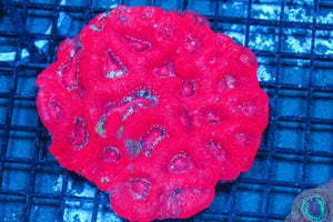 #wholesale_coral# - #saltwater_fish# #saltwater_coral# - #rare corals# - #coralsdepot# - #Corals_Depot# - #live_corals# - #eye-catching-coral# #quality_marine_fish# -#quality-marine# #discoun