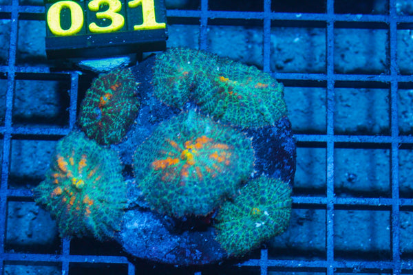 #wholesale_coral# - #saltwater_fish# #saltwater_coral# - #rare corals# - #coralsdepot# - #Corals_Depot# - #live_corals# - #eye-catching-coral# #quality_marine_fish# -#quality-marine# #discoun