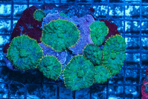 #wholesale_coral# - #saltwater_fish# #saltwater_coral# - #rare corals# - #coralsdepot# - #Corals_Depot# - #live_corals# - #eye-catching-coral# #quality_marine_fish# -#quality-marine# #discoun
