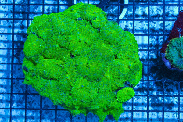 #wholesale_coral# - #saltwater_fish# #saltwater_coral# - #rare corals# - #coralsdepot# - #Corals_Depot# - #live_corals# - #eye-catching-coral# #quality_marine_fish# -#quality-marine# #discoun