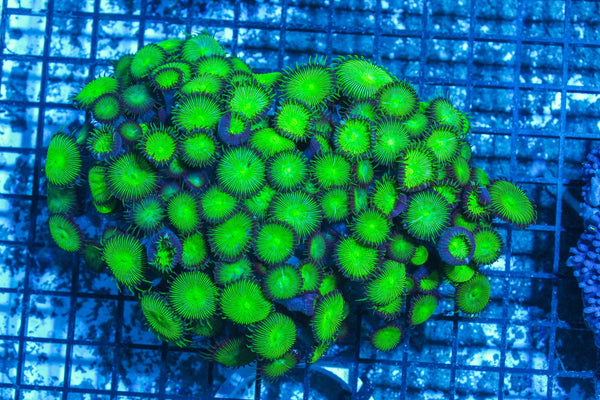 #wholesale_coral# - #saltwater_fish# #saltwater_coral# - #rare corals# - #coralsdepot# - #Corals_Depot# - #live_corals# - #eye-catching-coral# #quality_marine_fish# -#quality-marine# #discoun