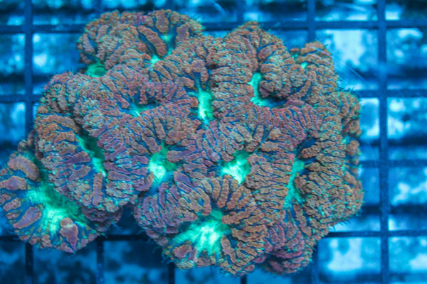 #wholesale_coral# - #saltwater_fish# #saltwater_coral# - #rare corals# - #coralsdepot# - #Corals_Depot# - #live_corals# - #eye-catching-coral# #quality_marine_fish# -#quality-marine# #discoun
