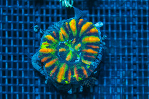 #wholesale_coral# - #saltwater_fish# #saltwater_coral# - #rare corals# - #coralsdepot# - #Corals_Depot# - #live_corals# - #eye-catching-coral# #quality_marine_fish# -#quality-marine# #discoun