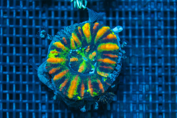 #wholesale_coral# - #saltwater_fish# #saltwater_coral# - #rare corals# - #coralsdepot# - #Corals_Depot# - #live_corals# - #eye-catching-coral# #quality_marine_fish# -#quality-marine# #discoun