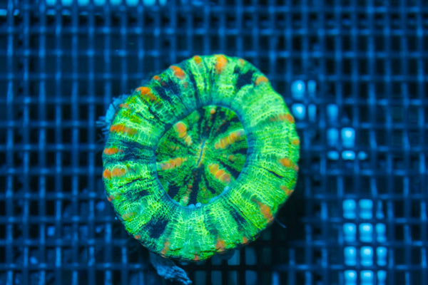 #wholesale_coral# - #saltwater_fish# #saltwater_coral# - #rare corals# - #coralsdepot# - #Corals_Depot# - #live_corals# - #eye-catching-coral# #quality_marine_fish# -#quality-marine# #discoun