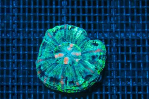 #wholesale_coral# - #saltwater_fish# #saltwater_coral# - #rare corals# - #coralsdepot# - #Corals_Depot# - #live_corals# - #eye-catching-coral# #quality_marine_fish# -#quality-marine# #discoun
