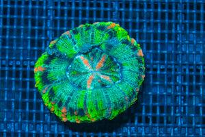 #wholesale_coral# - #saltwater_fish# #saltwater_coral# - #rare corals# - #coralsdepot# - #Corals_Depot# - #live_corals# - #eye-catching-coral# #quality_marine_fish# -#quality-marine# #discoun