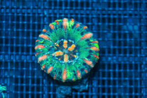 #wholesale_coral# - #saltwater_fish# #saltwater_coral# - #rare corals# - #coralsdepot# - #Corals_Depot# - #live_corals# - #eye-catching-coral# #quality_marine_fish# -#quality-marine# #discoun