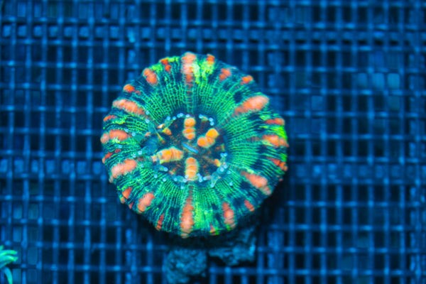#wholesale_coral# - #saltwater_fish# #saltwater_coral# - #rare corals# - #coralsdepot# - #Corals_Depot# - #live_corals# - #eye-catching-coral# #quality_marine_fish# -#quality-marine# #discoun