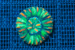#wholesale_coral# - #saltwater_fish# #saltwater_coral# - #rare corals# - #coralsdepot# - #Corals_Depot# - #live_corals# - #eye-catching-coral# #quality_marine_fish# -#quality-marine# #discoun