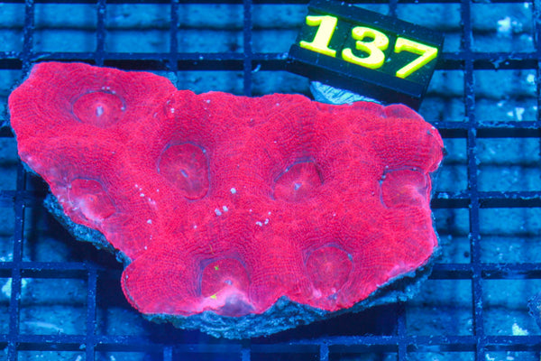 #wholesale_coral# - #saltwater_fish# #saltwater_coral# - #rare corals# - #coralsdepot# - #Corals_Depot# - #live_corals# - #eye-catching-coral# #quality_marine_fish# -#quality-marine# #discoun