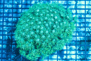 #wholesale_coral# - #saltwater_fish# #saltwater_coral# - #rare corals# - #coralsdepot# - #Corals_Depot# - #live_corals# - #eye-catching-coral# #quality_marine_fish# -#quality-marine# #discoun
