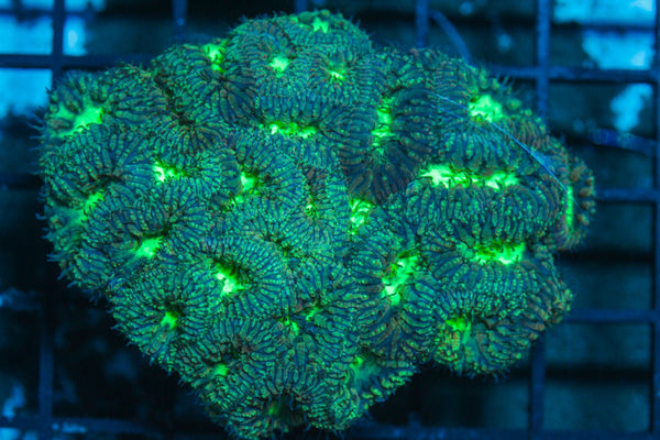 #wholesale_coral# - #saltwater_fish# #saltwater_coral# - #rare corals# - #coralsdepot# - #Corals_Depot# - #live_corals# - #eye-catching-coral# #quality_marine_fish# -#quality-marine# #discoun