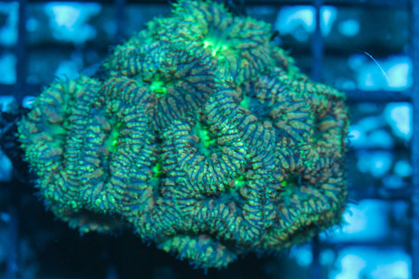 #wholesale_coral# - #saltwater_fish# #saltwater_coral# - #rare corals# - #coralsdepot# - #Corals_Depot# - #live_corals# - #eye-catching-coral# #quality_marine_fish# -#quality-marine# #discoun