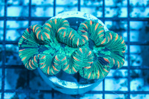 #wholesale_coral# - #saltwater_fish# #saltwater_coral# - #rare corals# - #coralsdepot# - #Corals_Depot# - #live_corals# - #eye-catching-coral# #quality_marine_fish# -#quality-marine# #discoun