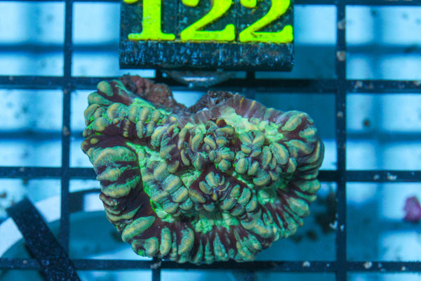 #wholesale_coral# - #saltwater_fish# #saltwater_coral# - #rare corals# - #coralsdepot# - #Corals_Depot# - #live_corals# - #eye-catching-coral# #quality_marine_fish# -#quality-marine# #discoun