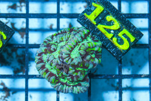 #wholesale_coral# - #saltwater_fish# #saltwater_coral# - #rare corals# - #coralsdepot# - #Corals_Depot# - #live_corals# - #eye-catching-coral# #quality_marine_fish# -#quality-marine# #discoun