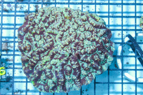 #wholesale_coral# - #saltwater_fish# #saltwater_coral# - #rare corals# - #coralsdepot# - #Corals_Depot# - #live_corals# - #eye-catching-coral# #quality_marine_fish# -#quality-marine# #discoun