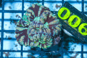#wholesale_coral# - #saltwater_fish# #saltwater_coral# - #rare corals# - #coralsdepot# - #Corals_Depot# - #live_corals# - #eye-catching-coral# #quality_marine_fish# -#quality-marine# #discoun