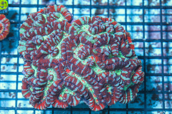 #wholesale_coral# - #saltwater_fish# #saltwater_coral# - #rare corals# - #coralsdepot# - #Corals_Depot# - #live_corals# - #eye-catching-coral# #quality_marine_fish# -#quality-marine# #discoun
