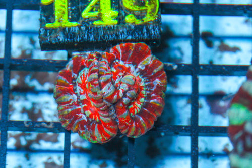 #wholesale_coral# - #saltwater_fish# #saltwater_coral# - #rare corals# - #coralsdepot# - #Corals_Depot# - #live_corals# - #eye-catching-coral# #quality_marine_fish# -#quality-marine# #discoun