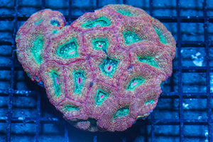 #wholesale_coral# - #saltwater_fish# #saltwater_coral# - #rare corals# - #coralsdepot# - #Corals_Depot# - #live_corals# - #eye-catching-coral# #quality_marine_fish# -#quality-marine# #discoun