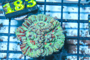 #wholesale_coral# - #saltwater_fish# #saltwater_coral# - #rare corals# - #coralsdepot# - #Corals_Depot# - #live_corals# - #eye-catching-coral# #quality_marine_fish# -#quality-marine# #discoun
