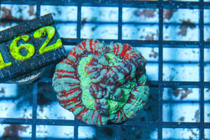 #wholesale_coral# - #saltwater_fish# #saltwater_coral# - #rare corals# - #coralsdepot# - #Corals_Depot# - #live_corals# - #eye-catching-coral# #quality_marine_fish# -#quality-marine# #discoun