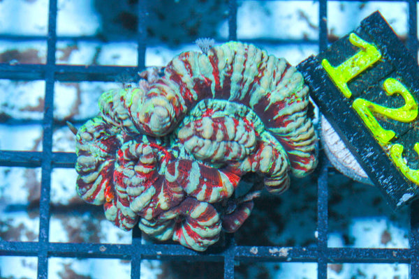 #wholesale_coral# - #saltwater_fish# #saltwater_coral# - #rare corals# - #coralsdepot# - #Corals_Depot# - #live_corals# - #eye-catching-coral# #quality_marine_fish# -#quality-marine# #discoun