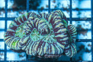 #wholesale_coral# - #saltwater_fish# #saltwater_coral# - #rare corals# - #coralsdepot# - #Corals_Depot# - #live_corals# - #eye-catching-coral# #quality_marine_fish# -#quality-marine# #discoun