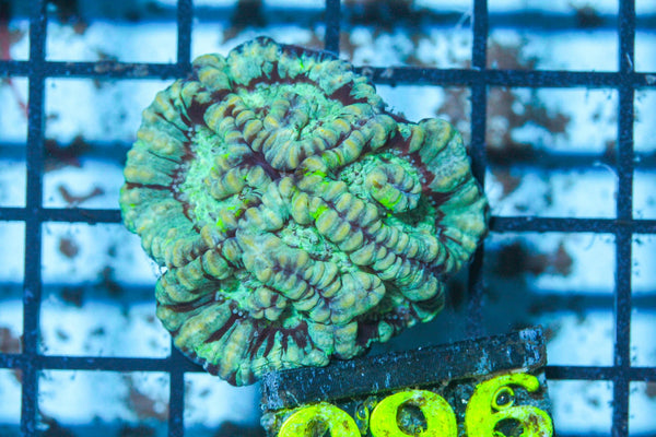 #wholesale_coral# - #saltwater_fish# #saltwater_coral# - #rare corals# - #coralsdepot# - #Corals_Depot# - #live_corals# - #eye-catching-coral# #quality_marine_fish# -#quality-marine# #discoun